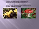 Хитридиомицеты