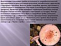Виды плесневых грибов