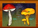 «Царство грибов» 6 класс