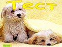 Тест