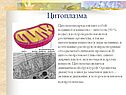Цитоплазма