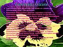 Анютины глазки