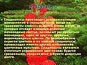 Гладиолус