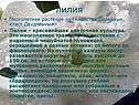 Лилия