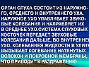 Орган слуха