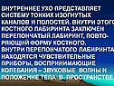 Внутреннее ухо представляет систему тонких изогнутых каналов