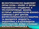 Во внутреннем ухе выделяют орган слуха – улитку