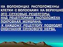 На волоконцах расположенны клетки с волосками