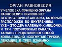 Орган равновесия