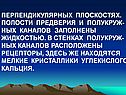 Полости предверия