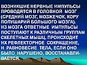 Возникшие нервные импульсы проводятся в головной мозг