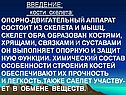 Кости скелета