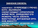 Значение скелета