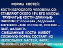 Формы костей