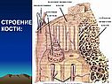 Строение кости