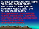 Работа мышц при поднятии тяжестей