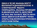 Одни и те же мышцы могут выполняти динамическую и статическую работу