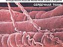 Сердечная ткань