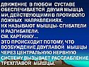 Движение в любом суставе