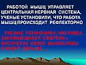 Работой мышц управляет центральная нервная система
