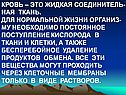 Кровь