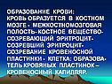 Образование крови: кровь образуется в костном мозге