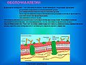 Оболочка клетки