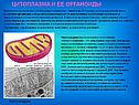 Цитоплазма и ее органоиды