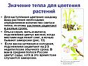 Значение тепла для цветения растений