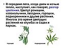 Разгар цветения