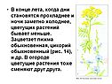 Тепло в жизни растений