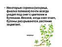 Сорняки