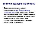 Тепло и созревание плодов