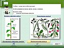 Внутреннее строение стебля