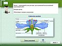 Строение цветка