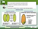 Строение семени