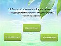 Сходство конечностей у насекомого (медведки) и млекопитающего (крота)
