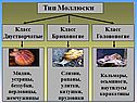 Тип Моллюски