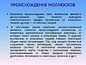 Происхождение моллюсков