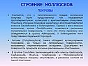 Строение моллюсков