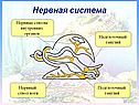 Тип Моллюски