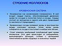 Строение моллюсков