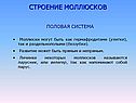 Строение моллюсков