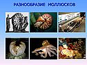 Разнообразие моллюсков