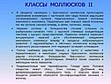 Классы моллюсков ii