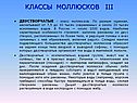 Классы моллюсков iii