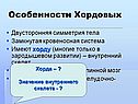 Особенности Хордовых
