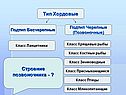 Тип Хордовые