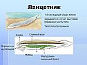 Ланцетник