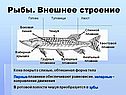 Рыбы
